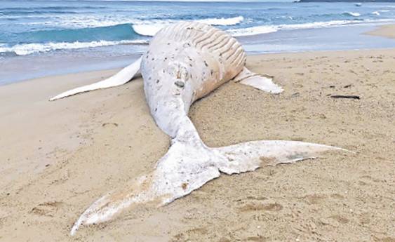 Dead whale not Migaloo